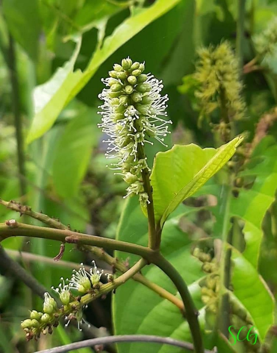 Combretum acuminatum Roxb.